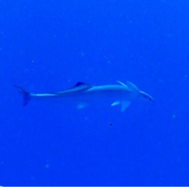 とりあえずヨナラ水道目当てでしょ〜