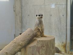 桜咲く円山動物園