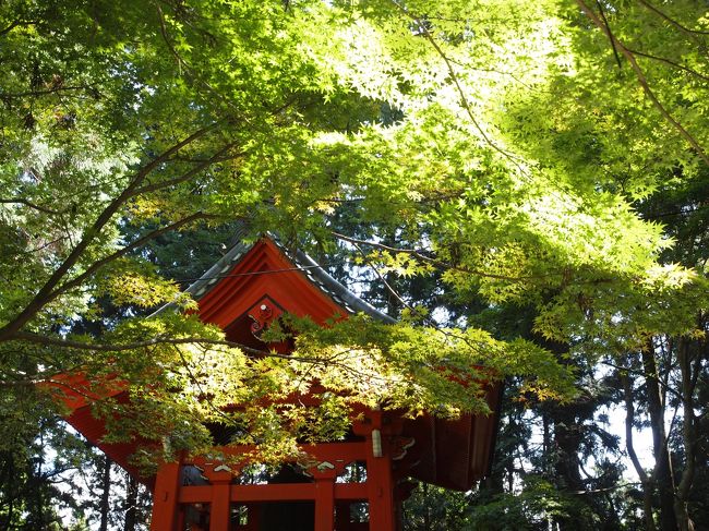 旅の三日目は朝から比叡山へ。<br />中三の修学旅行以来の四十数年ぶりの参拝です。<br />それが「暗くて広いお堂の中でお坊さんの話を聞いた」しか覚えていないという・・・。先生ごめんなさい！<br /><br />三塔を廻り琵琶湖側に抜けて、日吉大社によって帰ろうってスケジュールです。<br /><br />ちなみに私の実家は天台宗。父が子供のころ、毎日、菩提寺で遊んでいたという話を聞いていましたが、私は行ったことも数度で、あまりなじみがありませんでした。<br />両親の法要で菩提寺のご住職と会う機会が増えて、一度は比叡山に行かなければと思っていたんです。<br /><br />その日はまるで仏様に歓迎されているように、澄んだ青空が迎えてくれました。