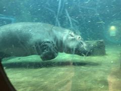 2018 5月 マイレージを使って北海道に行ってみた。旭山動物園編