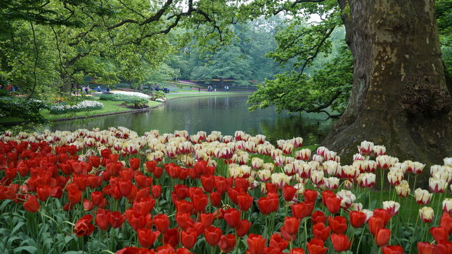 キューケンホフとは ”城の台所に花を届けた敷地”という意味で、15世紀に、ここで栽培したハーブが当時の領主の居城に運ばれたことからつけられた。17世紀以降、オランダ東インド会社の提督や豪商の所有地になったりしたが、1949年に公園としてキューケンホフは開園した。今では、世界最大級の花の公園として世界中から多くの観光客をオランダへ引きつける観光名所となっている。<br /><br />毎年3月下旬から5月中旬まで開園しているが、一番の見所は園外にあるチューリップ畑で、4月上旬に行くと素晴らしい光景が見れるそうだ。我々が訪れた2018年5月12日はなんと、明日一杯で閉園ということで、園外の畑はすでに整地が終わり、園内のチューリップも葉っぱだけだったり、開きすぎたものが多かったのだが、それでも池の周辺はまだ、なんとか見られるチューリップや他の花も残っており、なんとかギリで間に合った印象を受けた。<br /><br />と、いうことで本日はキューケンホフ公園とアムステルダム（以後アムスとする）市内観光をお届けします。<br /><br />2024/03/08　一部修正<br />