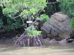 八重山の旅2017（その３：西表島編）