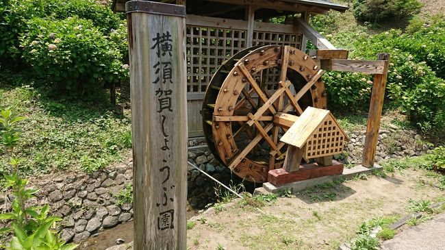 2018.5.27<br />横須賀しょうぶ園に行った。ベルニー公園でのんびりした午後を過ごした。<br />