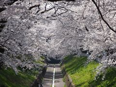 早目に見頃を迎えた足利の桜巡り＋別の日に行った足利のカフェなど