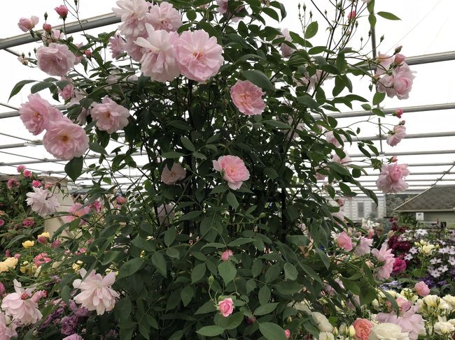 世界最大の花の祭典 Rhsチェルシーフラワーショウ に行って来ました 18年5月 ロンドン イギリス の旅行記 ブログ By Norio2boさん フォートラベル