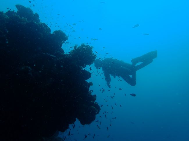 今回で乗船9回目。<br />Apo Reef、コロン諸島のダイビングクルーズ。<br />5月５日の夜乗船、５月１０日朝下船です。<br /><br />ブログでご覧いただく方はこちらから。<br />http://site333274-6821-5058.strikingly.com/blog/voy-a-filipinas<br />