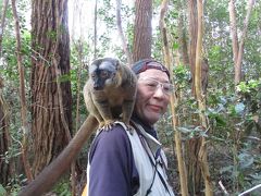 グレープフルーツ苦い