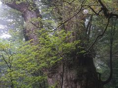 屋久島は今日も雨だった