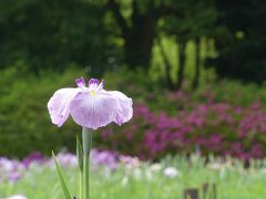 つつじが岡第二公園のハナショウブ_2018_咲き始めました。北側は半分くらい咲いています。（群馬県・館林市）