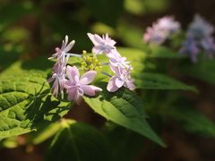 開花の早い山あじさい求めてとしまえん（後編）多様な愛らしさをみせるやまあじさい～見頃はこれからの水色の丘をラストに