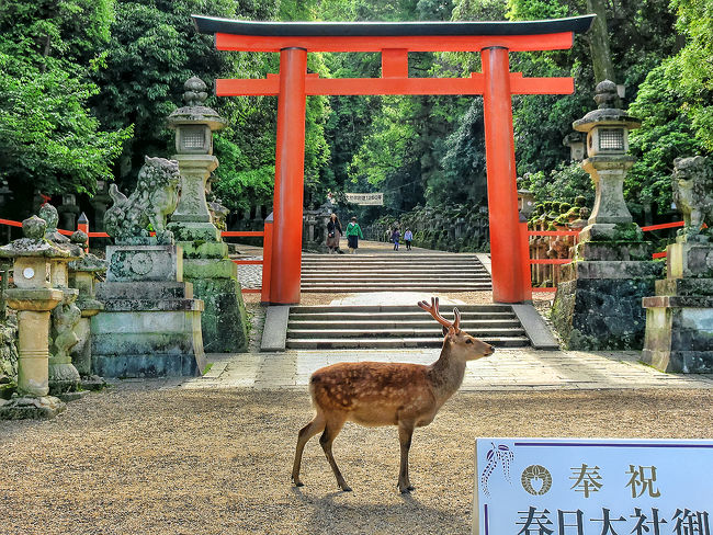 修学旅行以来、約50年ぶりに訪れる奈良。<br /><br />2月の京都旅行で弾みがつき、大人の修学旅行を気取って古都奈良を歩いてみました。