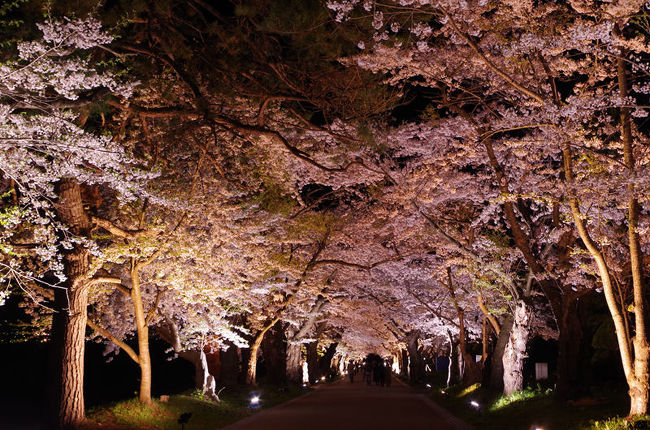 GW後半は室蘭から函館方面の渡島地方の桜を巡ってきました<br />函館市内より少し遅れて咲くため同時に見られないのが厄介です<br />今年は暖かかったため例年より早く満開を迎えました