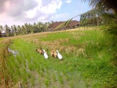 アヒルのお仕事