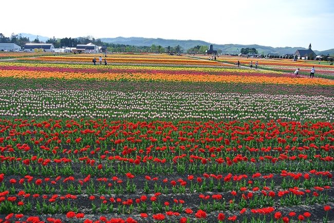 芝桜を見るために滝上町まで行って来ました。<br />当初は強行日帰りドライブの予定でしたが、会社指定ホテルなら格安で宿泊できるとのことだったので、指定ホテルのある網走で1泊することに。<br />おかげで行程に余裕ができたので、網走観光と上湧別のチューリップも見に行くことにしました。<br />ホテルは網走湖畔に建つ網走観光ホテル。<br />久々の道内旅行、走行距離は約840ｋｍでした。