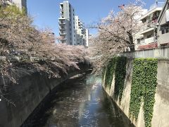 神田川でお花見ウォーキング