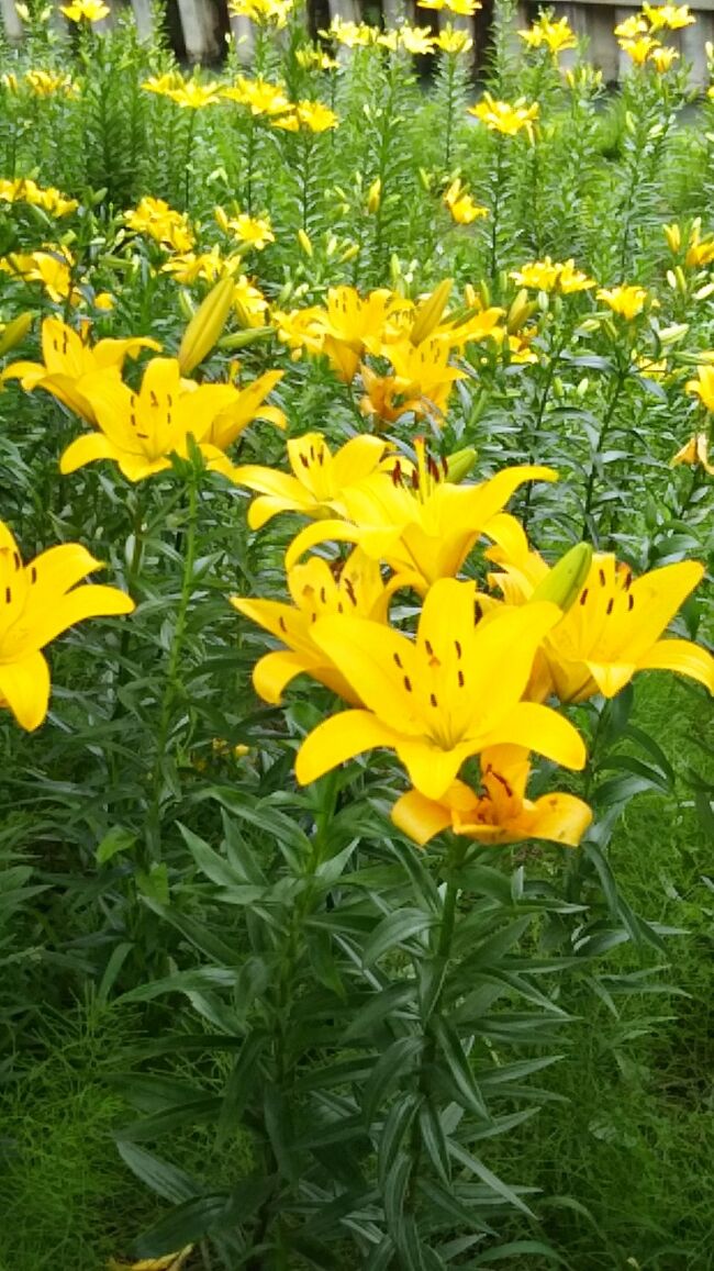 掛川城のユリ開花