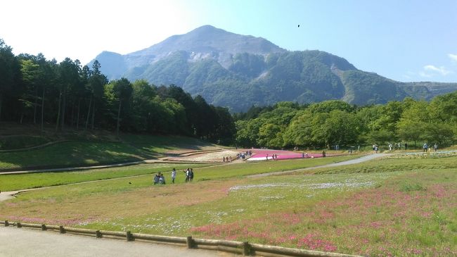 芝桜を見てきました。<br />時期を過ぎでいて、もうほぼ芝でしたが。