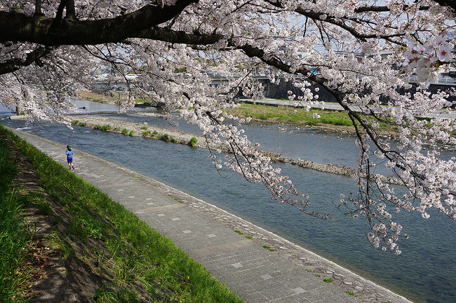 春の18切符を使用して、桜を追いかけてみました。<br />京都スタートの和歌山まで。<br />1日で今年の桜を満喫しました(笑)。<br />画像は、ソメイヨシノ＠鴨川です。<br /><br />過去の京都市南区の散歩記<br /><br />関西散歩記～2017 京都・京都市南区編～<br />https://4travel.jp/travelogue/11269233<br /><br />世界遺産散策～2007 京都・東寺編～<br />http://4travel.jp/travelogue/10197325<br /><br />京都まとめ旅行記<br /><br />My Favorite 京都 VOL.3<br />https://4travel.jp/travelogue/11275410<br /><br />My Favorite 京都 VOL.2<br />http://4travel.jp/travelogue/11120777<br /><br />My Favorite 京都 VOL.1<br />http://4travel.jp/travelogue/10945390<br />