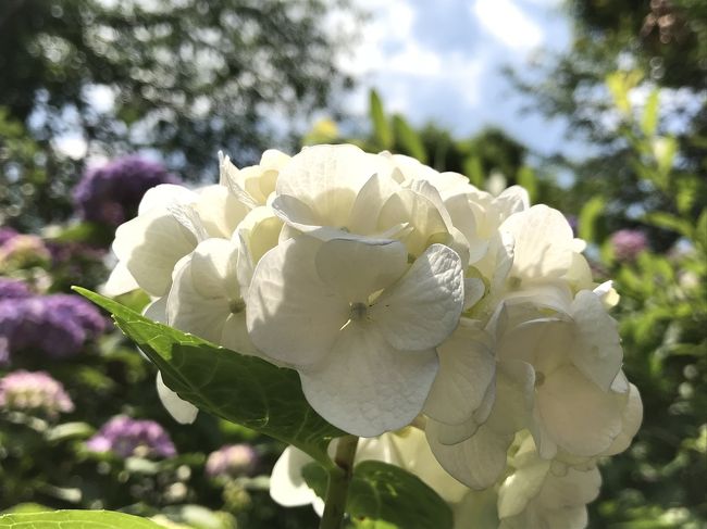 紫陽花の季節を迎えました<br />今回は少し早いかな？と思いましたが都内の紫陽花の名所である白山神社へ出掛けて見ました<br />４分から５分咲きとの情報でしたが満開に近いほどに咲いていました(*^^*)