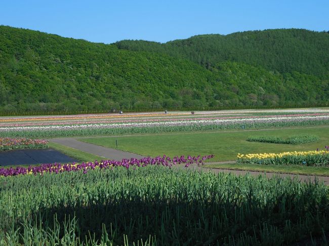 　6月になりました。寒いだのなんだかんだといいつつも、田植えが終わり、セミが鳴き、夏らしくなってきました。夜、周辺の水田からは、カエルの鳴き声が聞こえてきます。<br />　そんな折、「もうそろそろ鰈が釣れる時期だな。」とオホーツク海に行ってきました。ついでに上湧別のチューリップ公園にも。その様子をご覧ください。