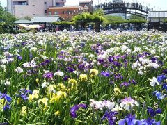 週末は潮来あやめ祭り開催中の潮来あやめ園と紫陽花の名所二本松寺へ(2018/6/3日)。