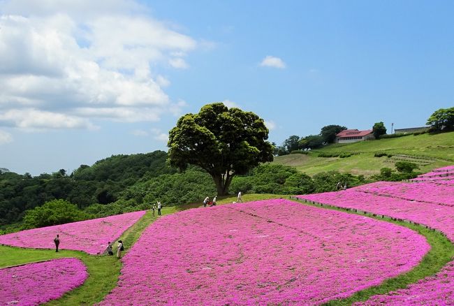 一面ピンク色のペチュニアで きれい…という情報で、見に行きました。<br />小学生の時以来です。 広大でのどか、動物も可愛かったです。<br /><br />