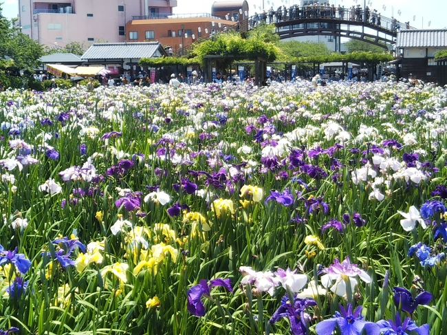 ハナショウブの花が好きで、毎年行く潮来あやめ祭り。<br />今年は潮来あやめ園の開花が早く、5月の第4週の週末で4分咲きとのこと。<br />それならこの週末に行こうと、潮来あやめ園に行ってきました。<br />潮来市内にある二本松寺が紫陽花の名所で、初めて二本松寺にも行き、紫陽花の花を鑑賞してきました。<br />とっぷさんて大洋の温泉につかってから帰りました。