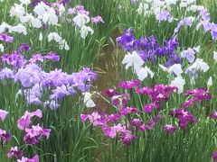 皇居東御苑　花菖蒲