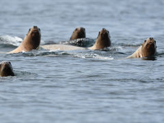 ぐるっと北海道周遊その4　羅臼りんくるのヒグマクルーズ