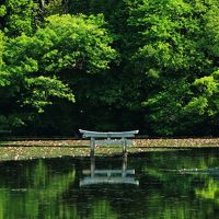 滋賀　花めぐり～平池の杜若、メタセコイヤ並木、大池寺と雲迎寺の皐月