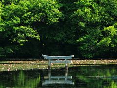 滋賀　花めぐり～平池の杜若、メタセコイヤ並木、大池寺と雲迎寺の皐月