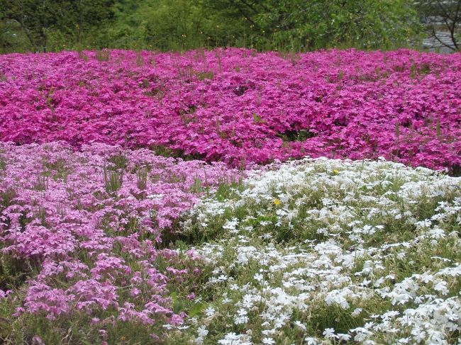 恵那　花桃芝桜公園　芝桜鑑賞　芝桜　可愛かった。藤も満開！<br /><br /><br />