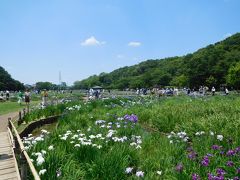 東村山ハナショウブ２０１８