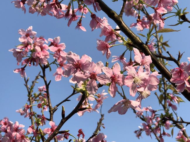 3月、初夏の陽気の台北でお花見して来ました。<br /><br />3月の台湾旅行記、嘉義編がやっと終わりました。<br />ラスト台北編は今日やろう今夜こそと思いつつ、<br />とうとう6月になってしまいました。。。<br />ワールドカップも始まってしまったし。。。<br />もう梅雨だけど、台北でのちょっとしたお花見記です。<br /><br />3月12日(月)嘉義から新幹線で台北に戻りました。<br /> 台北駅前、大名商務會館チェックイン。<br />3月13日(火)樂活公園でお花見。<br />3月14日(水)帰国日。