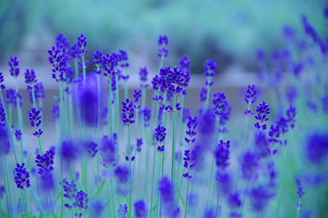 季節の花を見に、電車と高速バスを駆使して、反時計回りで日帰り関西一周の旅♪