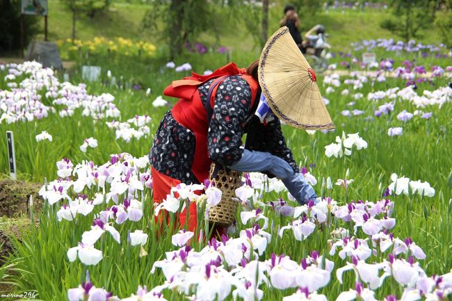 梅雨入り前の晴れ間、花菖蒲まつり（6月1日～30日）が始まった「横須賀しょうぶ園」に出掛けました。<br />約7,000㎡の田に412品種、14万株の花菖蒲が次々と花開き、全国屈指の規模と言われます。<br />今年は桜をはじめいろんな花が早く咲き始めましたが、こちらの花菖蒲も例年より1週間以上早く咲き始めたそうで、この日は6分咲き程度でした。<br />