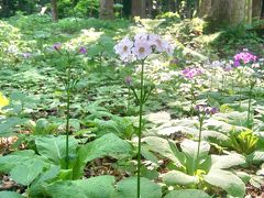 九輪草と乳銀杏を見に鶴岡市砂川