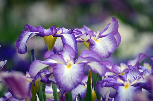 葛飾菖蒲まつりが6月1日から始まる。<br />水元公園・堀切菖蒲園の2つの会場を訪れた。<br /><br />水元公園の花菖蒲は、広大な敷地に約100種14,000株。半数以上のエリアが見ごろに成っていた。また、水辺のアジサイも見ごろを迎えている。<br /><br />堀切菖蒲園はそれほど大きくないが、江戸時代から「江戸百景」に数えられ、浮世絵にも登場する花菖蒲の名所。200種6000株の花菖蒲は見ごろを迎えていた。 近くの水辺公園では、スカイツリーとツーショットが撮れる。