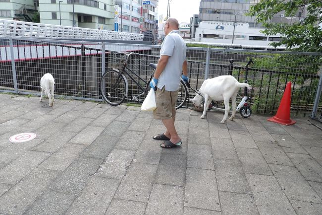 　戸塚駅東口で飼われているヤギ（https://4travel.jp/travelogue/11339444）が2匹になっている。もう1匹は子ヤギのようだ。<br />　1月余り前に朝日橋から第2倉田川架道橋に下りるのに、自転車が利用するスロープではなく、歩行者が利用する階段を下りているのを見て、声を掛けた。「園児の子供たちが今、朝日橋を渡ったので、少し待って、見せてあげて下さい。」「急いでいるんだけど。」という返事が返ってきたが、ほんの1分ほど階段の途中で止まってくれた。階段を下りるヤギを見て子供たちは大はしゃぎだ。私と飼い主との会話は聞こえていたので、引率の先生方も待ってくれていた飼い主にお礼を言っている。<br />　あの時のことを思い出すと、子ヤギが増えて2匹になったヤギにまた子供たちが出会うことになったら、どんなにか喜ぶだろうと目に浮かんだ。<br />（表紙写真は2匹のヤギ）