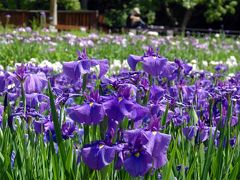 枚方・山田池公園の花しょうぶ園にて。