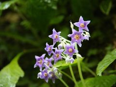 梅雨入り前に北鎌倉の花の寺・東慶寺へ