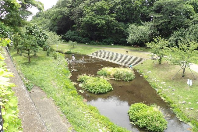　神奈川県立相模原公園は、神奈川県相模原市南区下溝にある都市公園（総合公園）で、昭和54年（1979年）4月に開園した。JR原当麻駅から向かうと神奈川県立相模原公園のせせらぎの園地区に着く。ここは川の中州に橋を架け遊歩道を設けた程度の公園であり、先日訪れた県立三ツ池公園のレベルと大差はない。なお、農業用水池を公園にしたものは、例えば鎌倉なら鎌倉中央公園、夫婦池公園、散在が池森林公園などがある。<br />　公園内には桜の木が植樹されており、小松乙女桜（https://4travel.jp/travelogue/11229286）なども見られる。<br />　せせらぎの園地区はほんの序の口で、坂を上った河岸段丘の上には手を掛け、作業者が何人もいる神奈川県立相模原公園の本体がある。<br />（表紙写真は神奈川県立相模原公園のせせらぎの園地区）