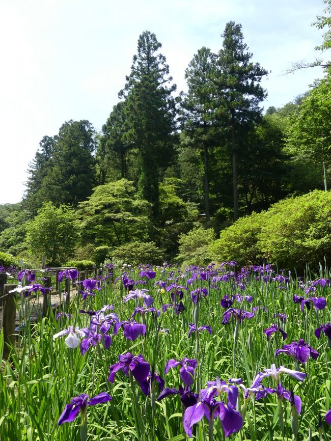 桐生市の吾妻公園は、市の施設ですが、桐生市の㈱福田造園が運営しています。福田造園は吾妻公園のホームページを開設しており、今の時季には花菖蒲の開花状況を載せていて、数日毎に更新しています。６月４日には５分咲きくらいとの事だったので、翌日、見に行きました。山間の公園なのでさほど広くはありませんが、花菖蒲は綺麗に咲き揃い始めていました。咲き始めで花が若いので、綺麗な花が沢山いられました。<br /><br />旅行記作成に際しては、桐生市や福田造園など関連するホームページを参考にしました。