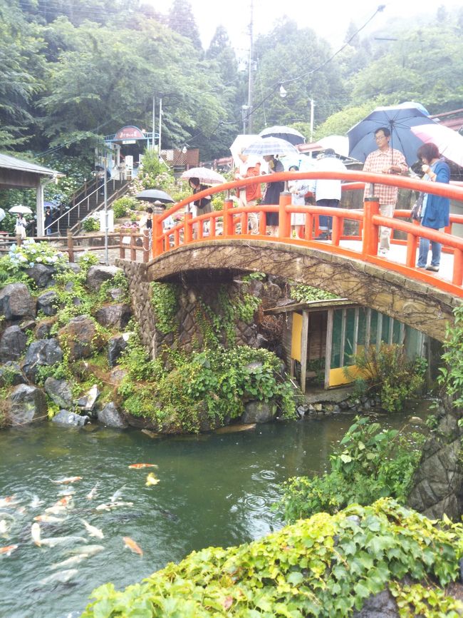 愛知県で紫陽花と言うと、ここ形原温泉の紫陽花を外す事は出来ないですね。<br />土日の休日は紫陽花の花より観光客で渋滞です。<br /><br />紫陽花も気温が30度を超えるように成ると花先が焼けたように成るので、今が見頃ですと地元の方に教えて頂きましたよ。<br /><br />蒲郡市観光協会<br />http://spn.gamagori.jp/