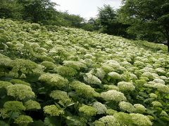 花紀行・・・①幸手権現堂堤のあじさい祭り