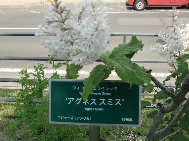 札幌のライラックは5月が盛り。<br />ほとんどの木はもう終わっていますが、遅咲きがまだ咲いていると「札幌花劇場」で知って、創成川公園に行ってきました。<br />創成川公園は南４条～北１条まで川の両側、東１丁目と西１丁目にあります。<br />全長　８２０ｍ、 面積　１８，０００㎡。<br />2011年にオープンした、大通公園に隣接している公園です。<br />30品種のライラックが植えられています。