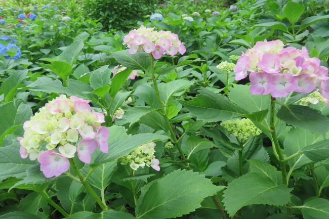 梅雨に入りました。この時季の花見は何と言ってもアジサイ。「紫陽花」と書くごとく「紫」が代表的ですが、他にもシロ、クリーム色、ピンク、紅と多様です。また一つの花が色変わりするのも特徴です。次の10日に各地で「あじさい祭」が催される用ですが、雨天が予想されるので一足お先に京都・宇治の三室戸寺へ出かけました。満開とまではいかないまでも、咲き加減はまずまずで堪能することができました。