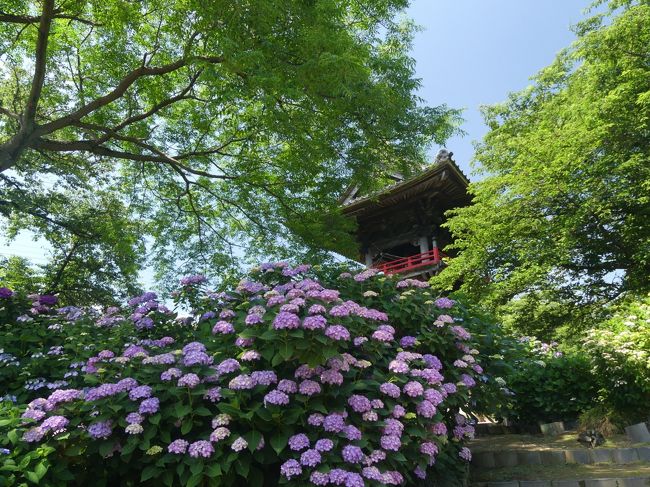 街中のアジサイが綺麗に咲き始めたので、熊谷の「あじさい寺」として知られている「能護寺」へ行ってみました。アジサイはかなり咲き揃っていますが、まだまだ蕾も多く、見頃はこれからと感じました。「能護寺のあじさい祭り」は６月９日（土）からなので、咲き具合はちょうど良いかもしれません。