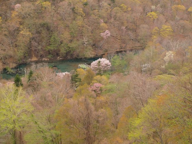 3月の気温が平年より高めで推移したという今年の北海道。3月末頃には記録的な暖かさのところもあったりして、雪解けが進み更には木々の目覚めも進んだようです。<br />そして待望の桜の開花も全道的に例年よりやや早かったそうで、札幌では4月29日に満開！！これは統計開始以来、史上5番目に早い満開だったそうです。<br />         <br />           「やおら北の大地が動き出す」<br /><br />          そんな時期にしばし訪ねてみました♪<br />