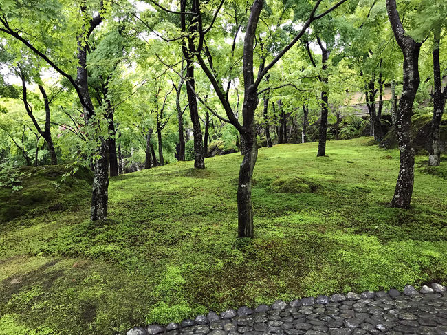 まだ6月だと言うのに連日夏日を記録していた日本列島。しかし箱根に行く日、雨が降り気温がぐっと下がりました。晴れれば暑いのは必至。それならまだ雨のほうがいいでしょう！ということで、傘を差し、気持ちを上げながらのおひとり様強羅温泉一泊旅行です。<br /><br />交通手段は電車。箱根登山鉄道、ケーブルカーに初めて乗りました。あじさいも咲き始めていました。<br /><br />観光時間はわずか3時間。雨天の為、ロープウェイでの大涌谷観光は諦めましたが、唯一行った箱根美術館が思いのほか良かったです。<br /><br />ちなみに、箱根ロープウェイは、大涌谷から桃源台までは定期点検整備工事の為、6月20日まで運休しています。（代行バスあり）<br />また火山ガスの影響の為、気管支呼吸器疾患、心臓疾患等のある人は乗車できませんのでご注意を。<br /><br />次の日は、鎌倉へアジサイを観に行ってきました。（別旅行記）